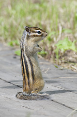 Image showing Siberian Chipmunk