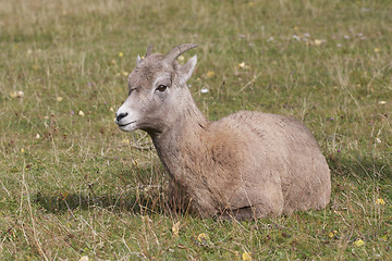 Image showing Female Big Horn Sheep 
