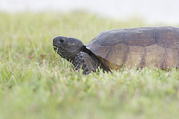 Image showing Endangered Gopher Turtle or Tortoise 