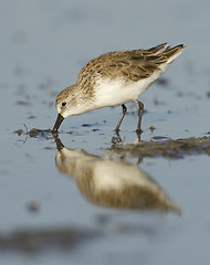 Image showing Dunlin, Calidris alpina