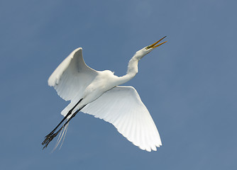 Image showing Great Egret, Ardea alba