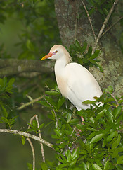 Image showing Cattle Egret, Bubulcus ibis