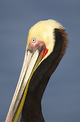 Image showing California Brown Pelican, Pelecanus occidentalis