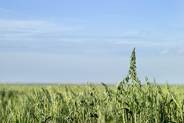 Image showing Oats Landscape