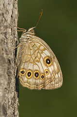 Image showing Spotted Brown Butterfly