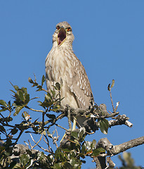 Image showing Juvenile Black-crowned Night Heron, Nycticorax nycticorax