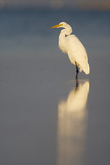 Image showing Great Egret, Ardea alba