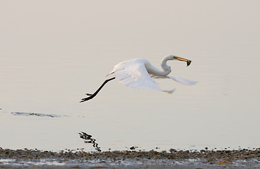 Image showing Great Egret, Ardea alba