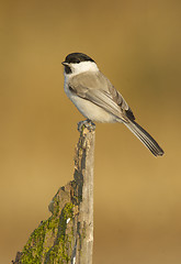 Image showing Willow Tit, Parus montanus