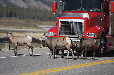 Image showing Bighorn Sheep