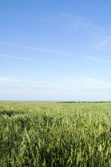 Image showing Oats Landscape