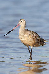 Image showing Marbled Godwit, Limosa fedoa