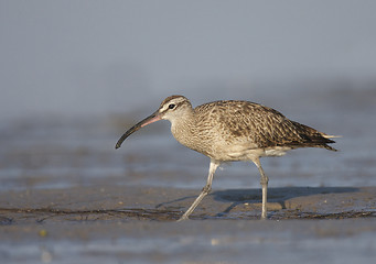 Image showing American Whimbrel, Numenius phaeopus