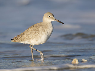 Image showing Eastern Willet, Tringa semipalmata