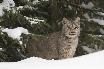 Image showing Lynx