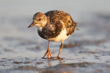 Image showing Ruddy Turnstone, Arenaria interpres