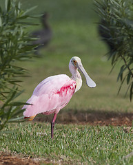 Image showing Roseate Spoonbill, Platalea ajaja