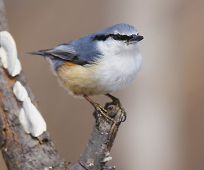 Image showing Eurasian Nuthatch, Sitta europaea