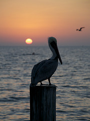 Image showing Brown Pelican, Pelecanus occidentalis