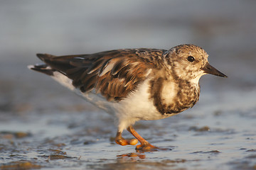 Image showing Ruddy Turnstone, Arenaria interpres