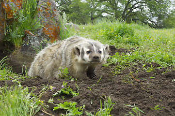 Image showing American Badger