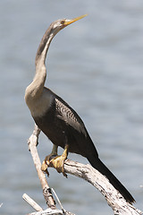 Image showing Anhinga anhinga