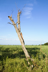 Image showing Dead Tree Landscape