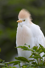 Image showing Cattle Egret, Bubulcus ibis