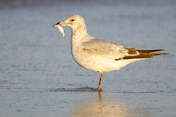 Image showing Herring Gull, Larus delawarensis argentatus