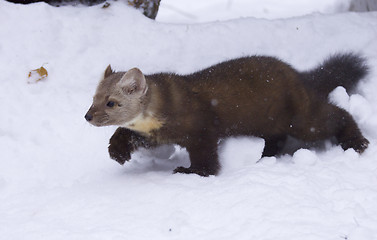 Image showing Pine Martin