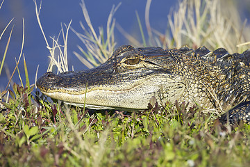 Image showing American Alligator