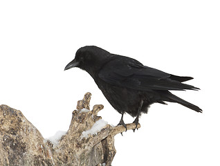 Image showing American Crow