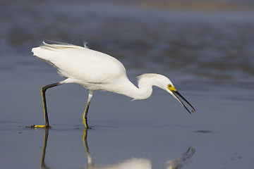 Image showing Snowy Egret, Egretta thula