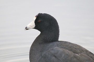 Image showing American Coot