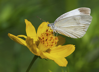 Image showing White Skipper Butterfly