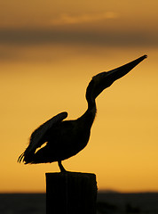 Image showing Brown Pelican, Pelecanus occidentalis