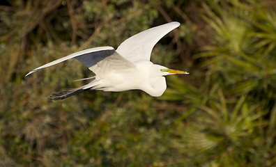 Image showing Great Egret, Ardea alba