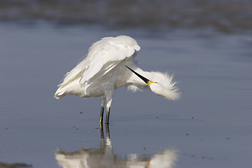 Image showing Snowy Egret, Egretta thula