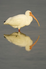 Image showing White Ibis, Eudocimus albus