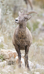 Image showing Bighorn Sheep