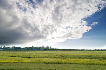 Image showing Prairie Summer Landscape