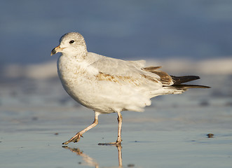 Image showing Herring Gull, Larus delawarensis argentatus