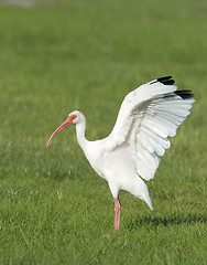 Image showing White Ibis, Eudocimus albus