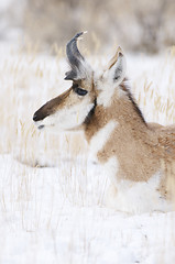 Image showing Pronghorn