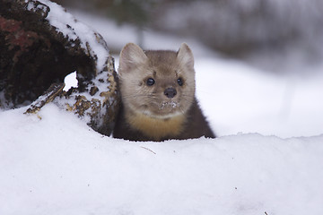 Image showing Pine Martin