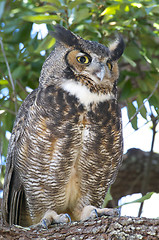 Image showing Great Horned Owl, Bubo virginianus