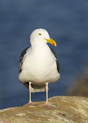 Image showing Western Gull, Larus occidentalis