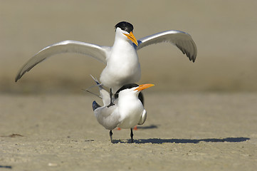 Image showing Royal Tern, Sterna maxima
