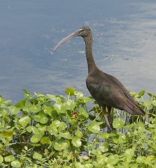 Image showing Glossy Ibis, Plegadis falcinellus