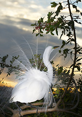 Image showing Great Egret, Ardea alba